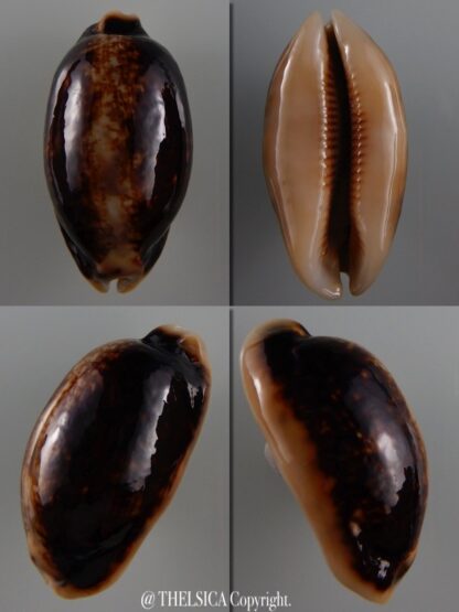 Mauritia eglantina N&R 55,3 mm Gem-0