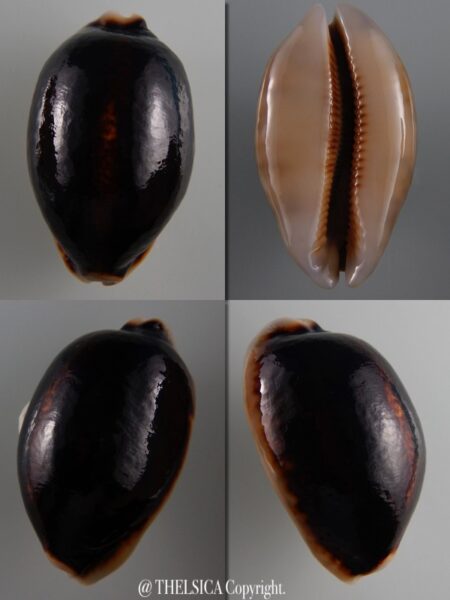Mauritia eglantina N&R 55,9 mm Gem-0