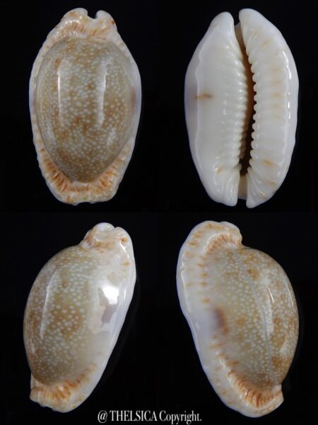 Cypraea erosa f. chlorizans N&R 43,3 mm Gem-0
