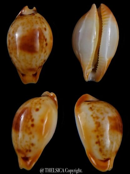 Nesiocypraea midwayensis midwayensis 22,4 mm Gem-0