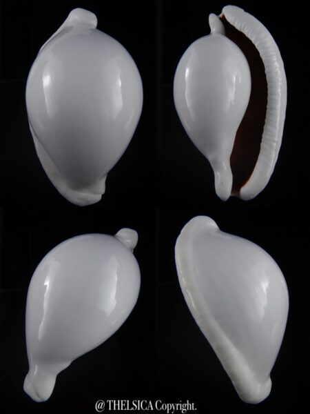 Ovula ovum... GIANT ... 103,6 mm Gem-0