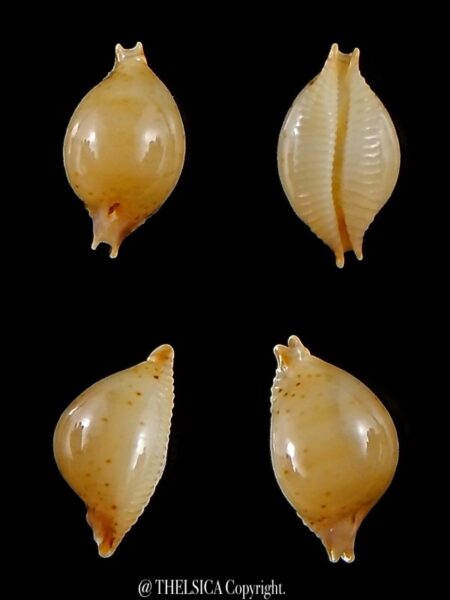 Pustularia cicercula takahashii 13,1 mm Gem-0