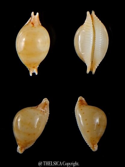 Pustularia cicercula takahashii 13,9 mm Gem-0