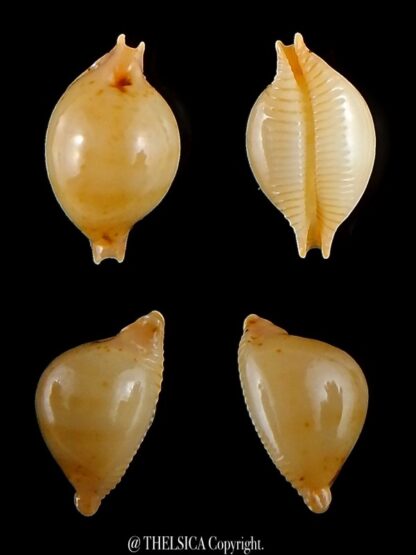 Pustularia cicercula takahashii 14,8 mm Gem-0