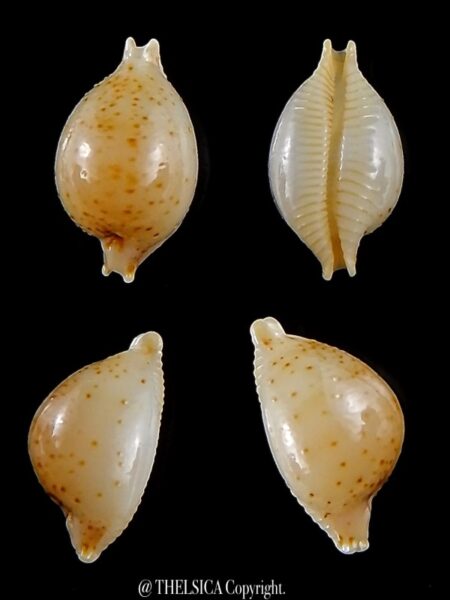 Pustularia cicercula takahashii 16,3 mm Gem-0