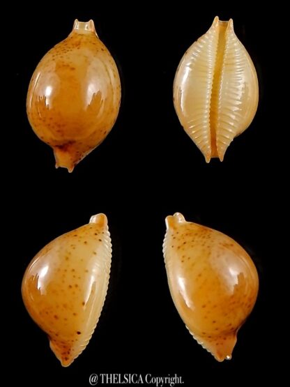 Pustularia cicercula takahashii 16,9 mm Gem-0