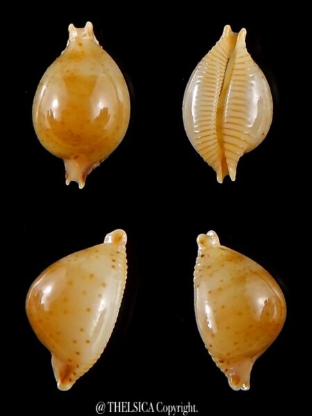 Pustularia cicercula takahashii 16 mm Gem-0