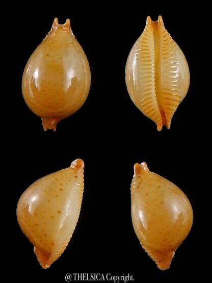 Pustularia cicercula takahashii 17,2 mm Gem-0