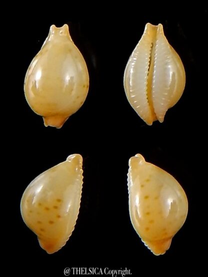 Pustularia mauiensis mauiensis 10,8 mm Gem-0