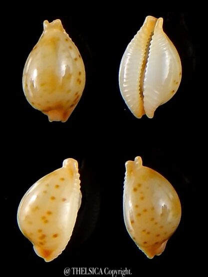 Pustularia mauiensis mauiensis 11,1 mm Gem-0