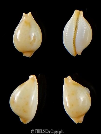 Pustularia mauiensis mauiensis 12,2 mm Gem-0