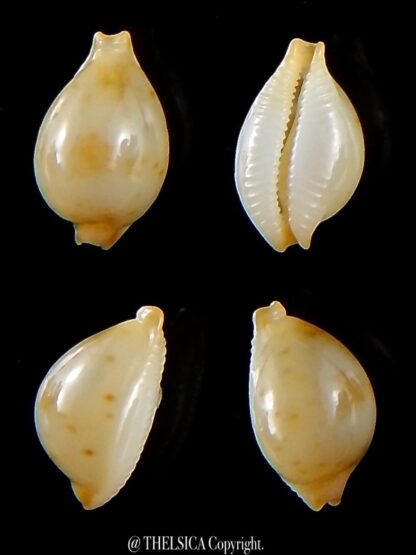 Pustularia mauiensis mauiensis 12,5 mm Gem-0