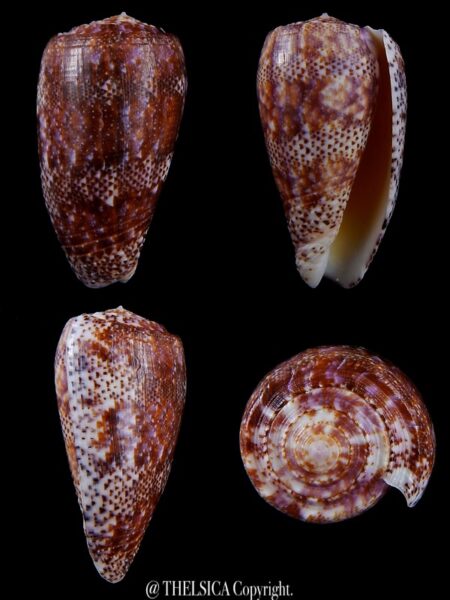 Textilia adamsonii ... GIANT... 51.22 mm Gem (-)-0