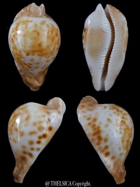 Umbilia capricornica 71,3 mm Gem-0