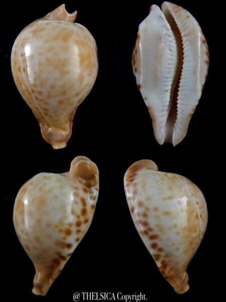 Umbilia petilirostris 88,7 mm F+++/Gem-0
