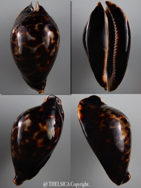 Zoila friendii friendii..Darck... 83 mm Gem-0