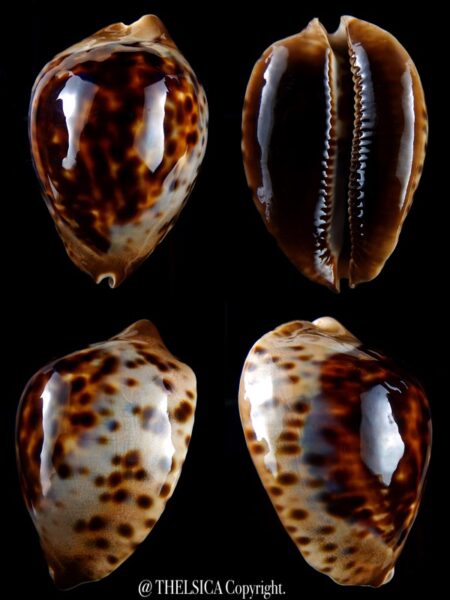 Zoila jeaniana jeaniana 70 mm Gem-0