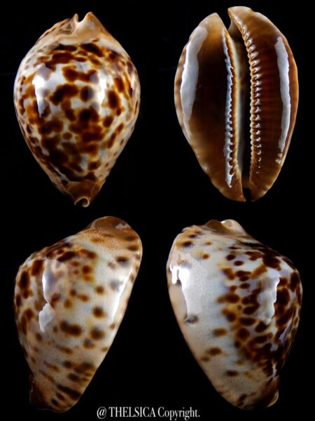 Zoila jeaniana sherylae .... BIG SIZE...69 mm Gem-0