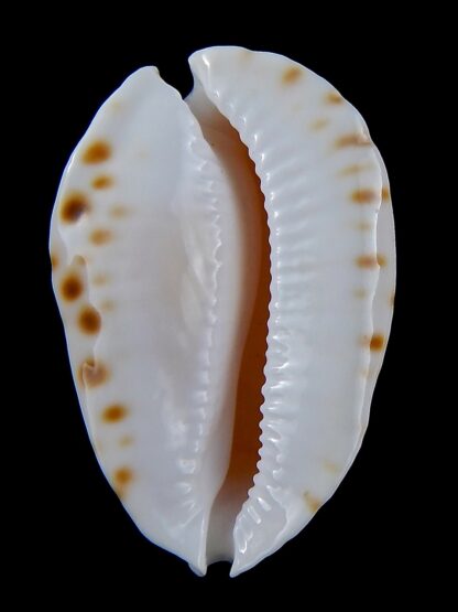 Zoila marginata albanyensis ... DWARF... 52,1 mm Gem-31425