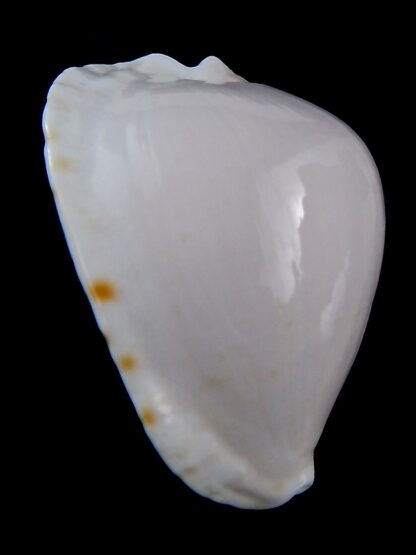 Zoila marginata albanyensis ... DWARF... 52,1 mm Gem-31421