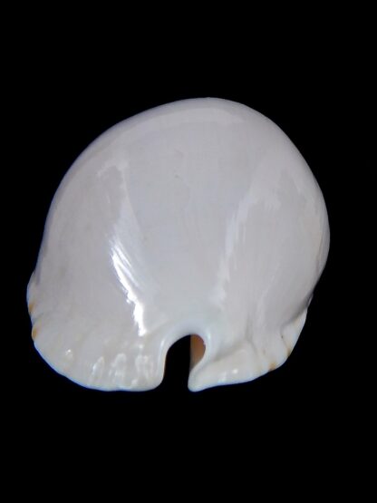 Zoila marginata albanyensis ... DWARF... 52,1 mm Gem-31422