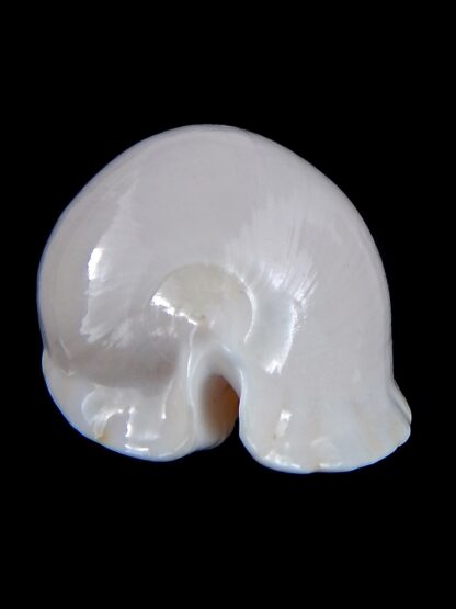 Zoila marginata albanyensis ... DWARF... 52,1 mm Gem-31426