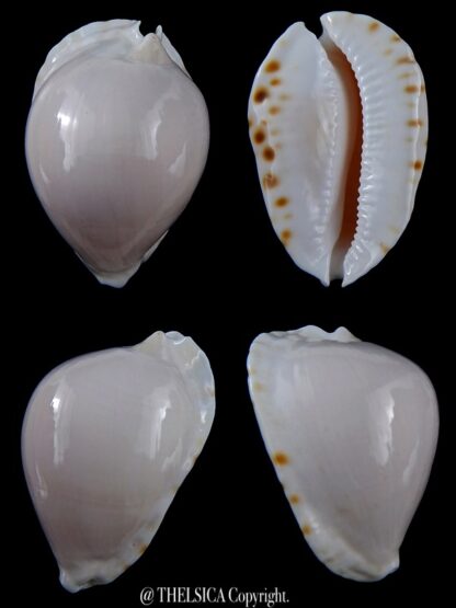 Zoila marginata albanyensis ... DWARF... 52,1 mm Gem-0