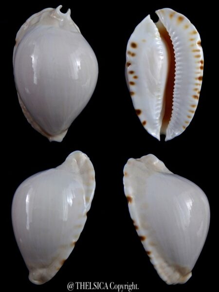 Zoila marginata albanyensis 64,5 mm Gem-0