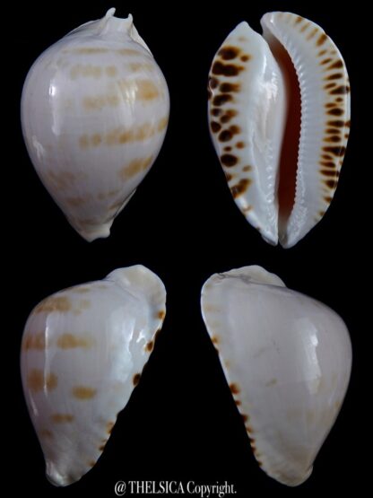 Zoila marginata albanyensis nimbosa ...VERY Big size .. 73,1 mm Gem-0
