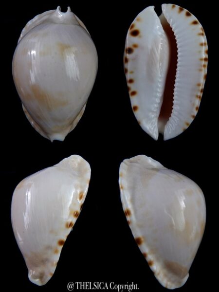Zoila marginata albanyensis nimbosa 64,7 mm F+++/Gem-0