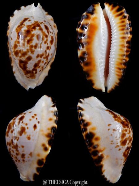 Zoila marginata bataviensis 48,7 mm Gem-0