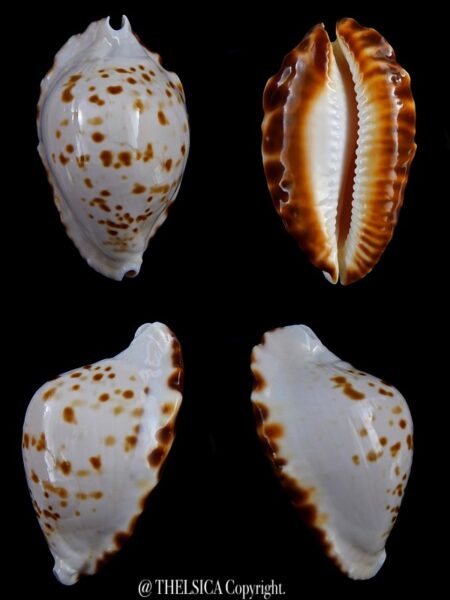 Zoila marginata bataviensis 50.22 mm F+++/Gem-0