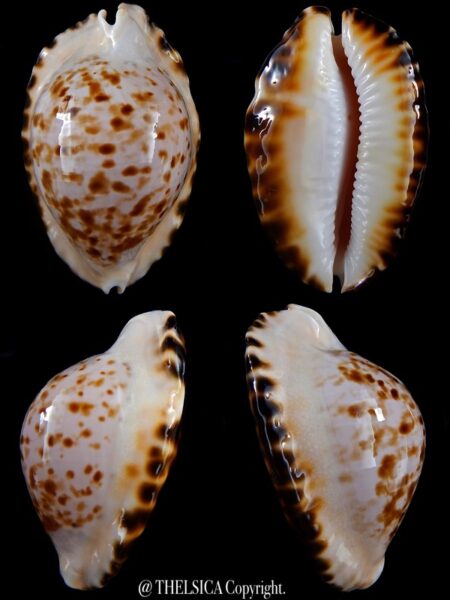 Zoila marginata bataviensis 50 mm Gem-0