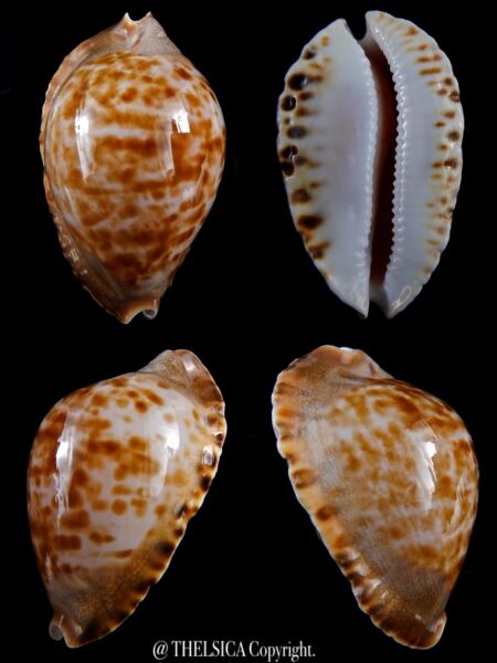 Zoila marginata consueta 55,7 mm Gem-0