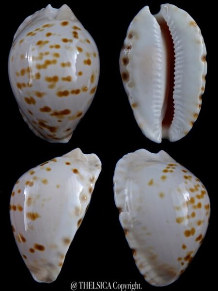 Zoila marginata orientalis 58,3 mm Gem-0