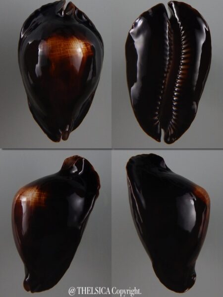 Zoila rosselli satiata .. " SP. Southern form " ... 49,5 mm Gem-0