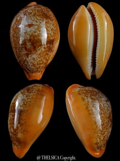 Austrasiatica langfordi poppeorum..GIANT.. 62,6 mm Gem-0