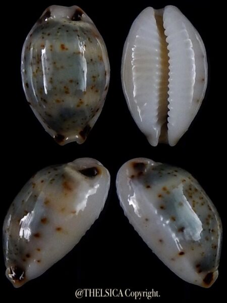 Bistolida hirundo rouxi 15,7 mm Gem-0