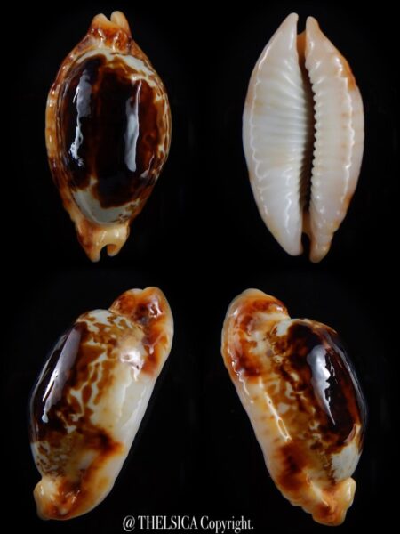 Bistolida stolida crossei N&R ... Big... 42,4 mm F+++/Gem-0