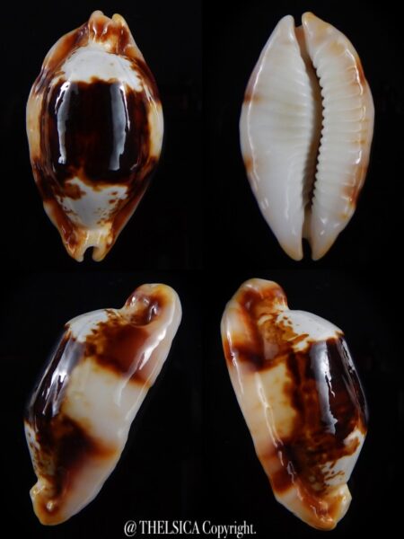 Bistolida stolida crossei N&R 37,9 mm Gem-0