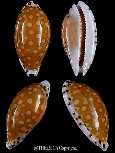 Cribrarula cumingii cleopatra 21,3 mm Gem-0