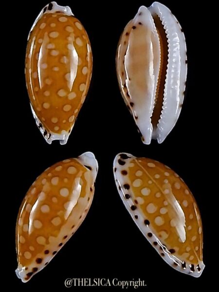 Cribrarula cumingii cleopatra 21,4 mm Gem-0