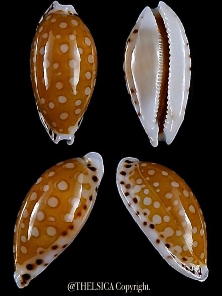 Cribrarula cumingii cleopatra 21,5 mm Gem-0