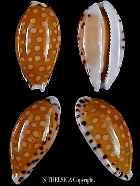 Cribrarula cumingii cleopatra 21,8 mm Gem-0