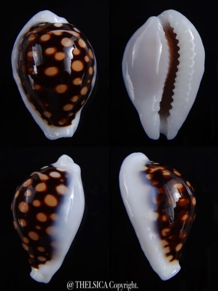 Cribrarula exmouthensis magnifica 30 mm Gem-0
