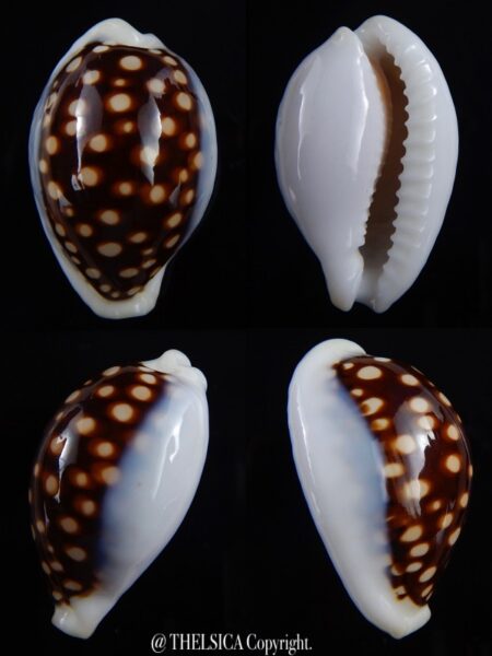 Cribrarula exmouthensis magnifica 34,6 mm Gem-0