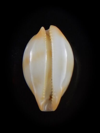 Nesiocypraea midwayensis midwayensis 22 mm-33219