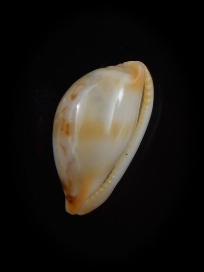 Nesiocypraea midwayensis midwayensis 22 mm-33217