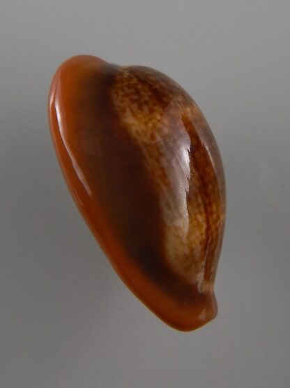 Zonaria pyrum insularum nigromarginata 34,5 mm Gem-32458