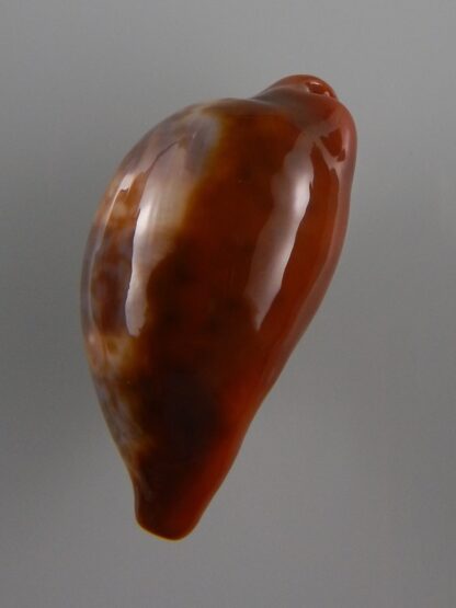 Zonaria pyrum insularum nigromarginata 36,1 mm Gem-32487